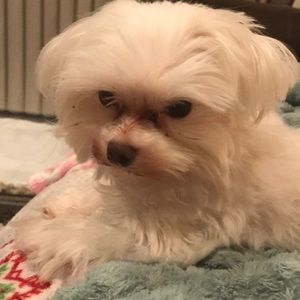 Meet your Posher, Florli